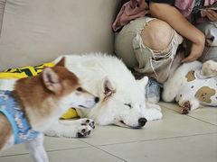 -怪兽屋·羊驼·猫咖·狗咖(俊华广场店)