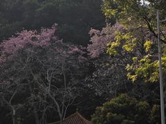 -火炉山森林公园