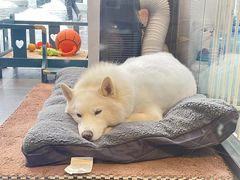 -萌兽医馆·眼科·异宠专科(三里屯店)