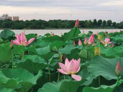 -金银湖国家城市湿地公园