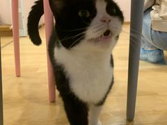 -猫咪派对(江南西店)