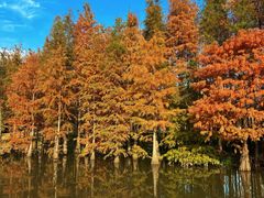 -上海长兴岛郊野公园