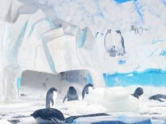 -海合安天津极地海洋公园