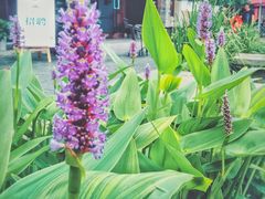 -好一朵茉莉花(老门东店)