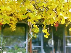 -东山风景区(洞庭东山)