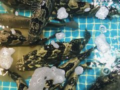 -刘家湾赶海园