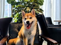 -百好乐宠物友好餐厅(朝外大街店)