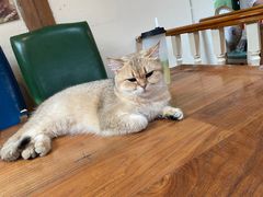 -猫小院猫主题餐厅(南锣旗舰店)