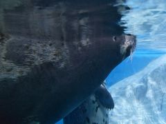 -多彩贵州城极地海洋世界