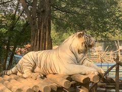 -北京野生动物园