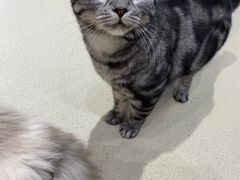 -藏猫猫咖啡主题馆(中央大道店)
