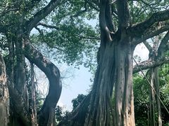 -瑞丽独树成林风景区