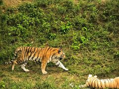 -大连森林动物园