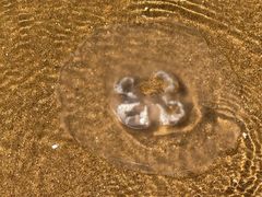 -秦皇岛秦皇国际大酒店