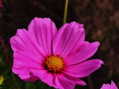 -紫海香堤香草艺术庄园