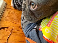 -宠爱国际动物医院· 猫科· 外科·中兽医(长白店)