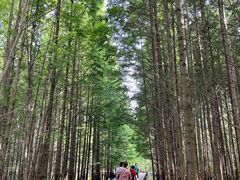 -桤木河湿地公园