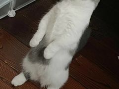 -喵zoo家庭繁育猫舍(尖东智能花园店)