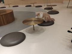 -飞行喵MR PILOT|猫舍·猫咖(静安大融城店)