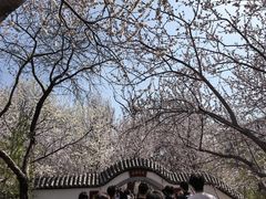 -桃花堤公园