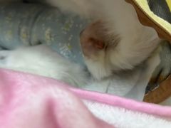 -中农大我爱我爱动物医院·核磁CT·猫病·24小时夜诊中心(石佛营店)