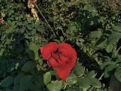 -武汉紫薇都市田园