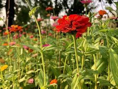 -永定河休闲森林公园