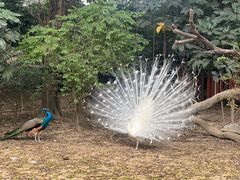-广州长隆飞鸟乐园