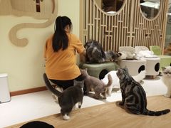 -猫和宫(六道口店)