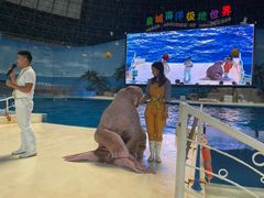 -泉城欧乐堡海洋极地世界