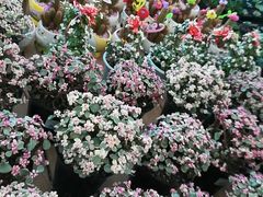 -荷兰花海
