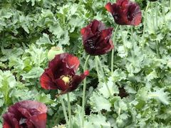 -国家植物园南园