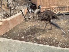 -新疆天山野生动物园