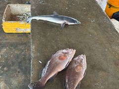 -尼甘布海鲜市场