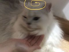 -松果猫咖(桐乡吾悦金街店)