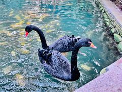 -南宫五洲植物乐园