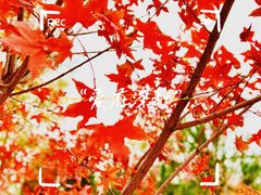 -北京西山国家森林公园