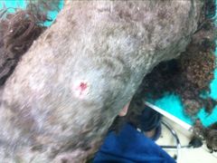 3-中农大我爱我爱24h动物医院·中医针灸·猫专科·骨科医疗中心(双井店)