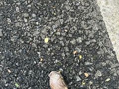 -广州白江湖森林公园