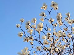 -朝阳公园