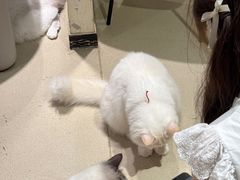 -藏猫猫咖啡主题馆(中央大道店)