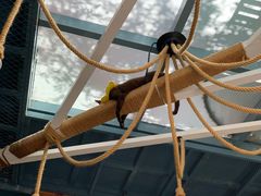 -喵屿·大理花园猫咖