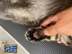 -comecome来吧宠物(奥克斯中心店)