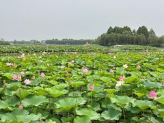 -荷花大观园