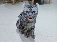 -藏猫猫咖啡主题馆(中央大道店)