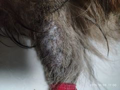 -瑞派·关忠动物医院·异宠专科·犬猫肿瘤·皮肤专科(望京店)