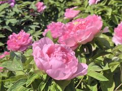 -莲花池公园