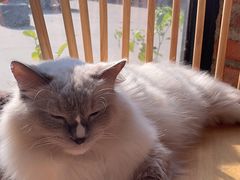 -豆逗聊愈猫阁Easy Life