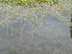-云溪植物园