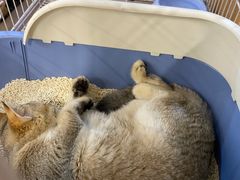 -柴迷FANS CLUB·柴犬狗咖·猫咖